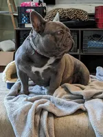 Wisteria, a female French Bulldog for sale in Strafford, MO – Photo 7 of 8