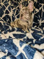 Wisteria, a female French Bulldog for sale in Strafford, MO – Photo 3 of 8