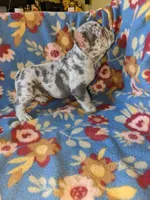 Wisteria, a female French Bulldog for sale in Strafford, MO – Photo 6 of 8