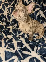 Wisteria, a female French Bulldog for sale in Strafford, MO – Photo 4 of 8