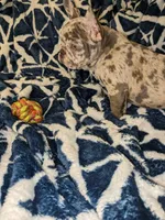 Wisteria, a female French Bulldog for sale in Strafford, MO – Photo 2 of 8