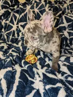 Wisteria, a female French Bulldog for sale in Strafford, MO – Photo 1 of 8