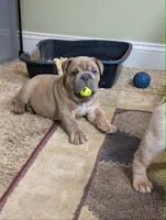 Chocolate Chip, a male English Bulldog for sale in Strafford, MO – 2 of 10