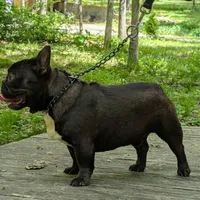 Jacob, a male French Bulldog for sale in Strafford, MO – Photo 3 of 5