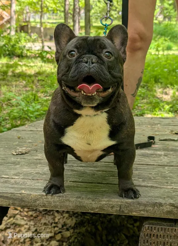 Jacob, a male French Bulldog for sale in Strafford, MO – Photo 1 of 4