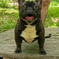 Jacob, a male French Bulldog for sale in Strafford, MO – Photo 2 of 5