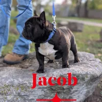 Jacob, a male French Bulldog for sale in Strafford, MO – Photo 1 of 5