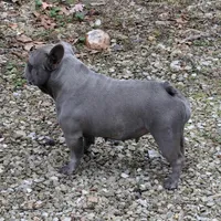 Jacob, a male French Bulldog for sale in Strafford, MO – Photo 5 of 5