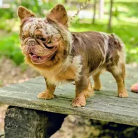 Jacob, a male French Bulldog for sale in Strafford, MO – Photo 4 of 5