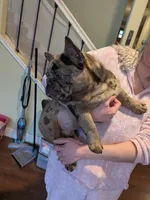 Conky, a male French Bulldog for sale in Strafford, MO – Photo 2 of 8