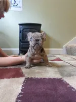 Conky, a male French Bulldog for sale in Strafford, MO – Photo 5 of 8