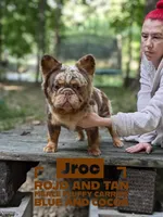 Conky, a male French Bulldog for sale in Strafford, MO – Photo 7 of 8