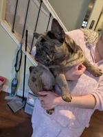 Conky, a male French Bulldog for sale in Strafford, MO – Photo 3 of 8