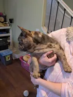 Conky, a male French Bulldog for sale in Strafford, MO – Photo 4 of 8