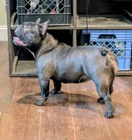 Trinity, a female French Bulldog for sale in Strafford, MO – Photo 1 of 9