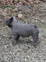 Trinity, a female French Bulldog for sale in Strafford, MO – Photo 9 of 9