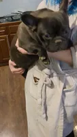 Trinity, a female French Bulldog for sale in Strafford, MO – Photo 5 of 9