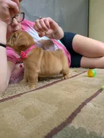 Vivi, a female English Bulldog for sale in Strafford, MO – 5 of 10