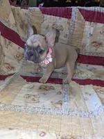 Flower, a female French Bulldog for sale in Strafford, MO – Photo 5 of 8