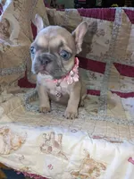 Flower, a female French Bulldog for sale in Strafford, MO – Photo 4 of 8