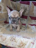 Flower, a female French Bulldog for sale in Strafford, MO – Photo 3 of 8