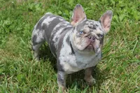 Flower, a female French Bulldog for sale in Strafford, MO – Photo 8 of 8