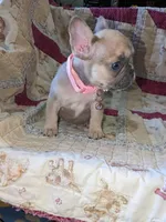 Flower, a female French Bulldog for sale in Strafford, MO – Photo 6 of 8