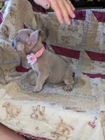 Flower, a female French Bulldog for sale in Strafford, MO – Photo 2 of 8