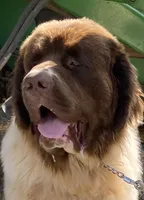 Gray grace, a female Newfoundland for sale in Waynesville, NC – 2 of 10