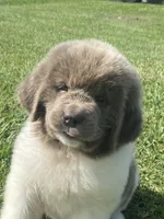 Bumble lee ******** on hold *************, a female Newfoundland for sale in Waynesville, NC – 2 of 10