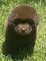 Bonnie brown ***********sold *************, a female Newfoundland for sale in Waynesville, NC – 8 of 10