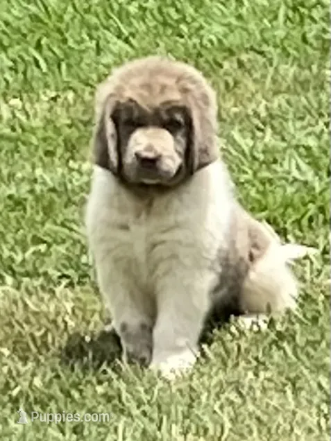 Little B – Newfoundland puppy for sale in Waynesville, NC