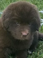 Bonnie brown ***********sold *************, a female Newfoundland for sale in Waynesville, NC – 3 of 10