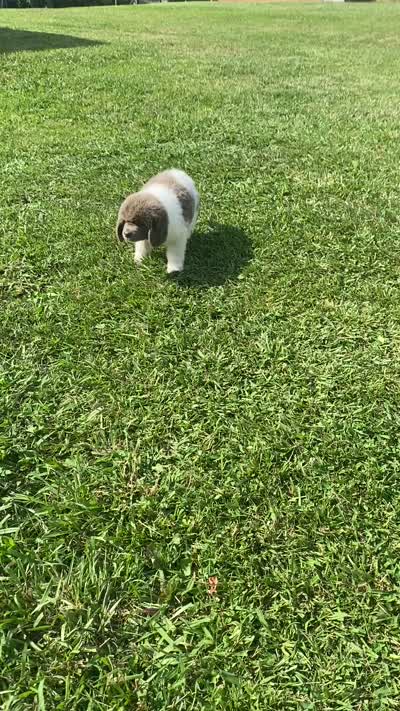 Bumble lee ******** on hold *************, a female Newfoundland for sale in Waynesville, NC – 10 of 10