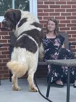 Little B, a female Newfoundland for sale in Waynesville, NC – 5 of 7