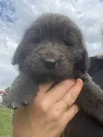 Gray grace, a female Newfoundland for sale in Waynesville, NC – 3 of 10