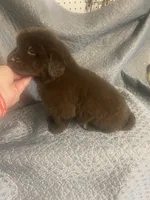 Bonnie brown , a female Newfoundland for sale in Waynesville, NC – 5 of 10