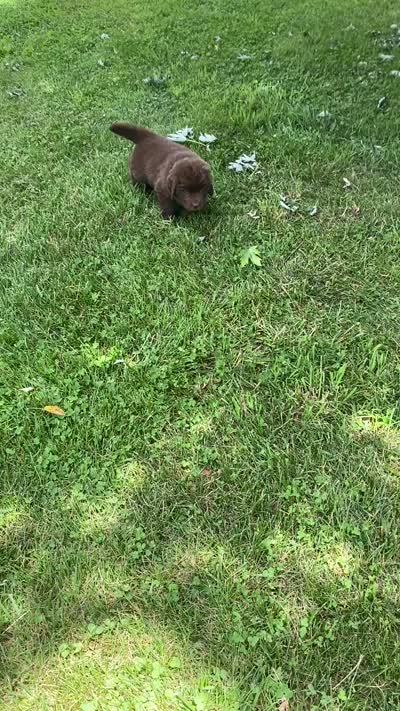 Bonnie brown ***********sold *************, a female Newfoundland for sale in Waynesville, NC – 10 of 10