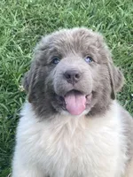 Bumble lee ******** on hold *************, a female Newfoundland for sale in Waynesville, NC – 9 of 10