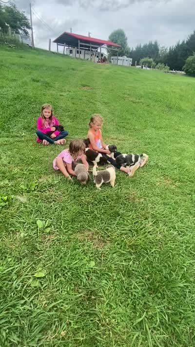 Bumble lee, a female Newfoundland for sale in Waynesville, NC – 10 of 10