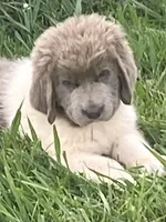 Little B, a female Newfoundland for sale in Waynesville, NC – 2 of 7