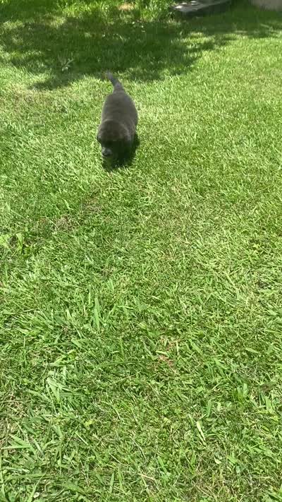 Gray grace****on hold **********, a female Newfoundland for sale in Waynesville, NC – 10 of 10
