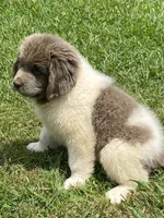 Little B*******sold *********, a female Newfoundland for sale in Waynesville, NC – 5 of 10