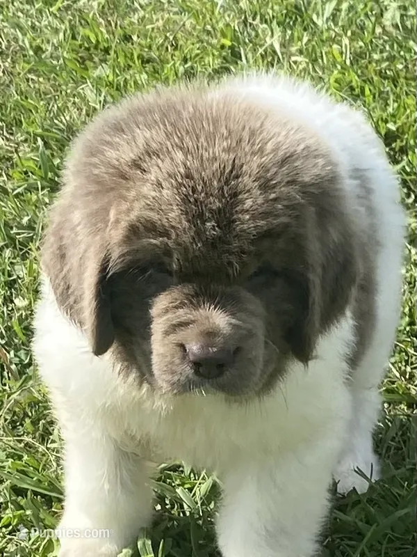Bumble lee – Newfoundland puppy for sale in Waynesville, NC