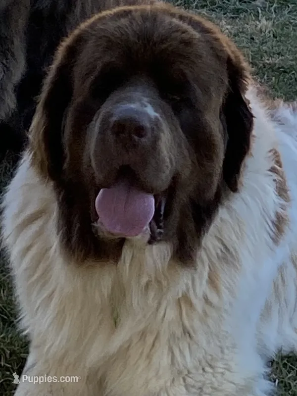 Bonnie brown  – Newfoundland puppy for sale in Waynesville, NC