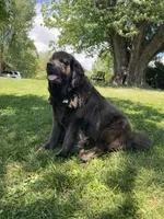 Bonnie brown , a female Newfoundland for sale in Waynesville, NC – 10 of 10