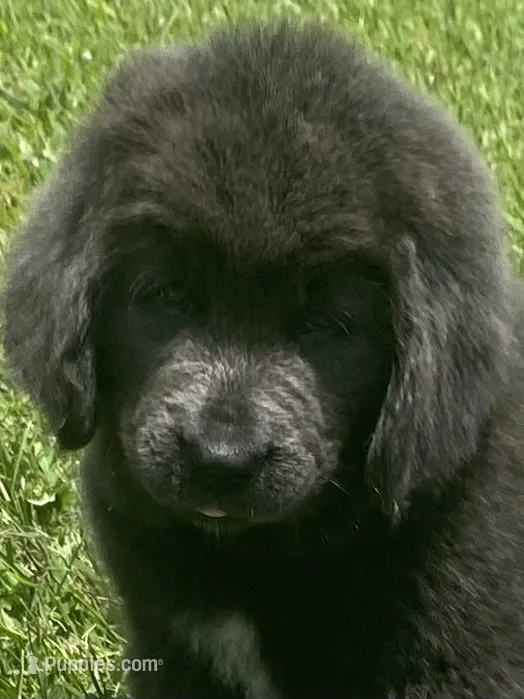 Gray grace****on hold ********** – Newfoundland puppy for sale in Waynesville, NC