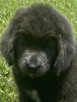Gray grace****on hold **********, a female Newfoundland for sale in Waynesville, NC – 1 of 10