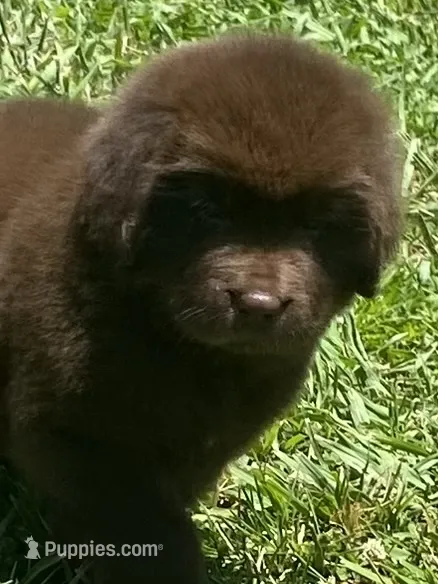 Bonnie brown  – Newfoundland puppy for sale in Waynesville, NC