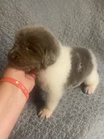 Bumble lee, a female Newfoundland for sale in Waynesville, NC – 4 of 9